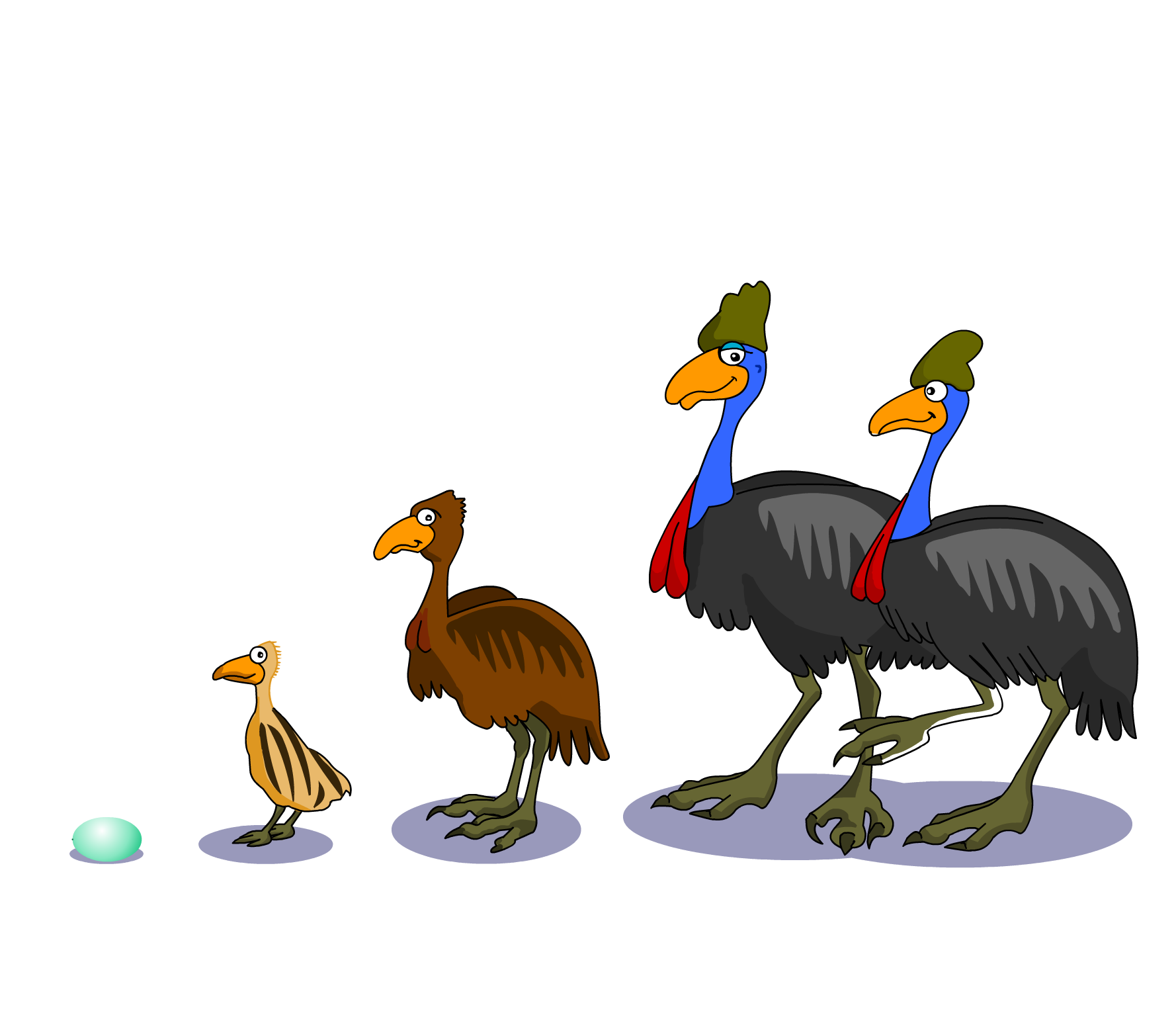 cassowary cycle diagram cassowary sanctuary cassowary cycle diagram cassowary sanctuary