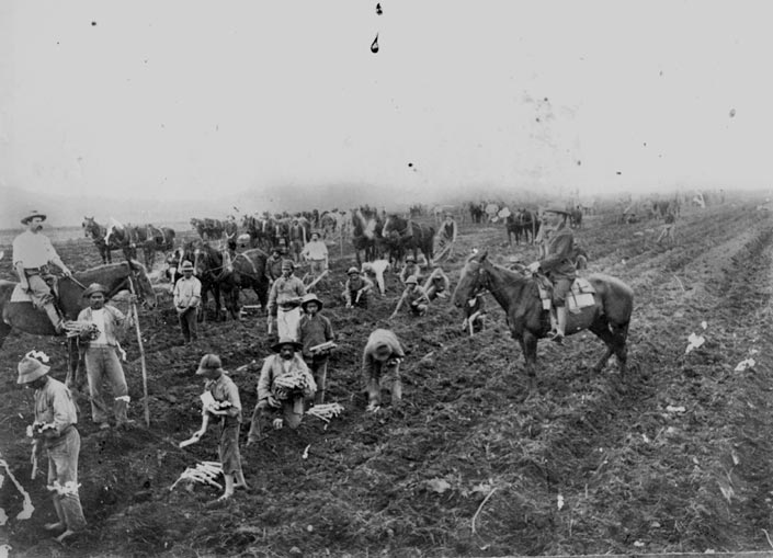 Pacific Islander labourers planting sugar cane, Mackay, 1870s