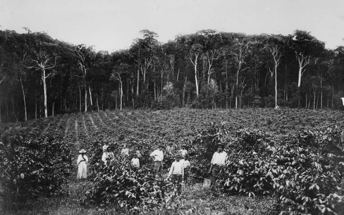 Pacific Islander workers on a coffee plantation, c1900