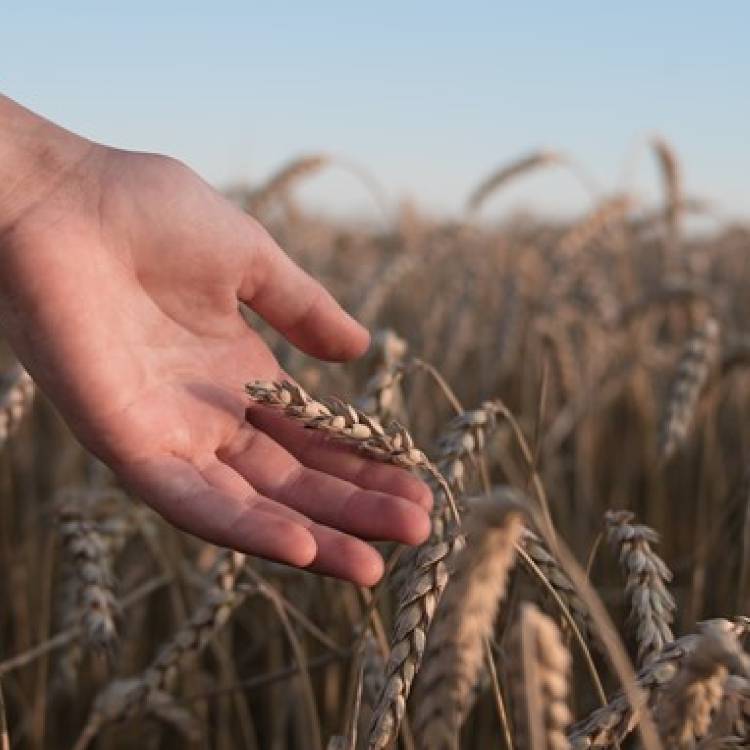 Engineering from farm to table lesson