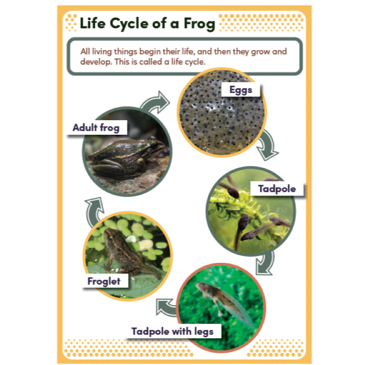 Life Cycle of a Frog