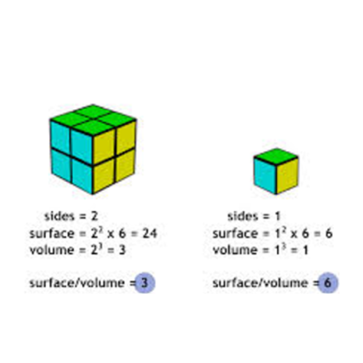 Unit cubes and volume
