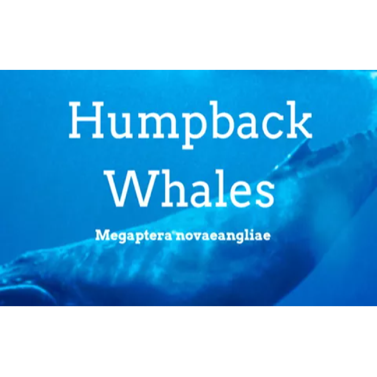 Humpback whales: what the data reveals