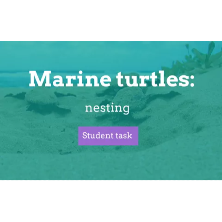 Turtles: exploring data in turtle population dynamics