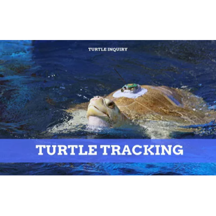 Turtles: exploring data tracking turtle movements