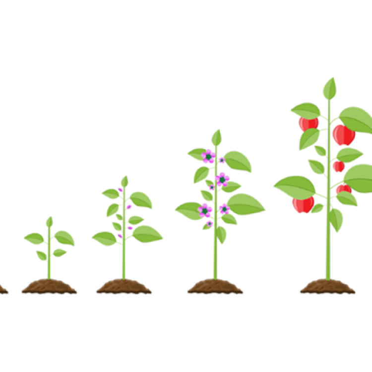 Fruit fractions: Growing with fruit