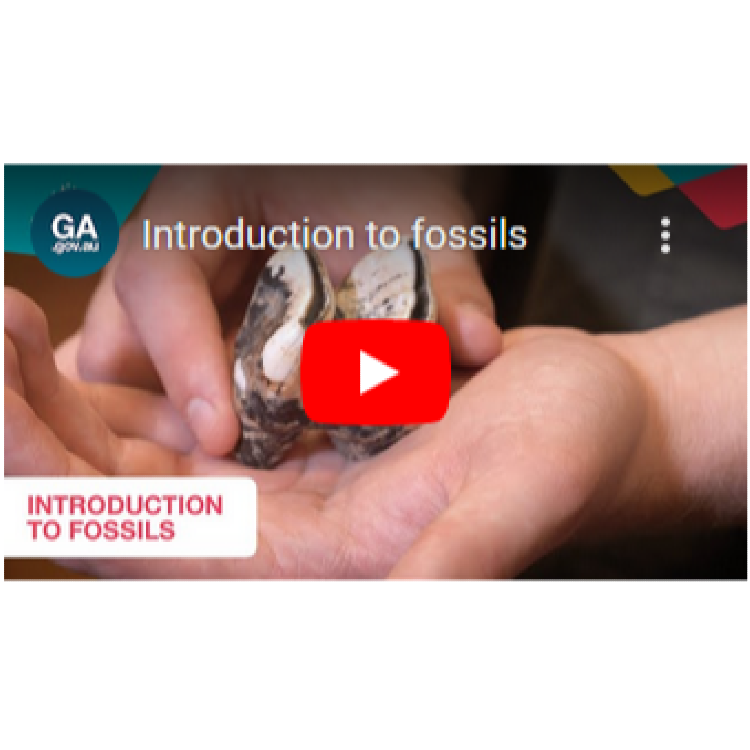 Introduction to fossils