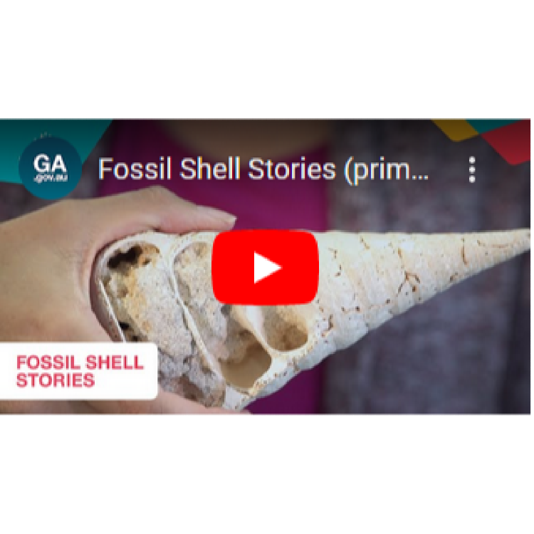Fossil Shell Stories
