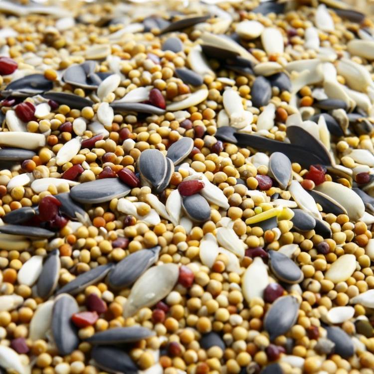 Seed germination | Questacon