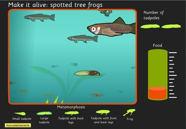 Make it alive: spotted tree frogs