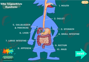 Body parts: digestive system