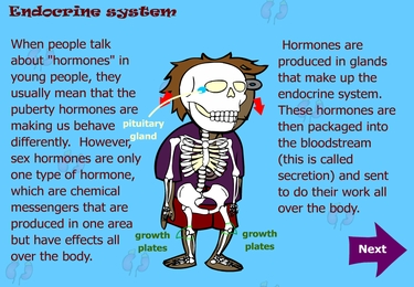 Body parts: endocrine system