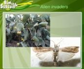 Aim to sustain: Alien invaders