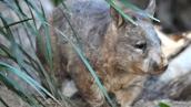 Stateline: Saving the northern hairy-nosed wombat