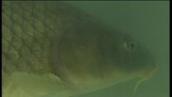 BTN: Curbing the carp population