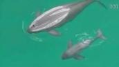 Catalyst: River porpoise rescue