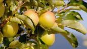 Catalyst: Plants and increased levels of carbon dioxide