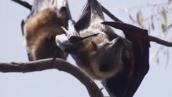 Scientists study suburban microbats