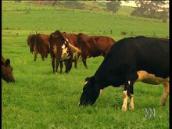 For the Juniors: Why do cows make milk?