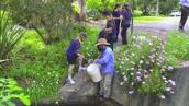 Restoring a native creek habitat