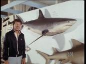Feathers, Fur and Fins: Observing a shark