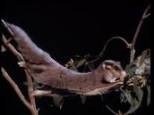 Feathers, Fur and Fins: Observing a sugar glider