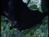 Feathers, Fur and Fins: Observing a flying fox