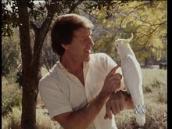 Feathers, Fur and Fins: Observing a cockatoo
