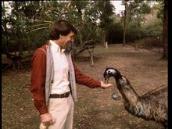 Feathers, Fur and Fins: Observing an emu