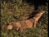 Feathers, Fur and Fins: Observing a goanna