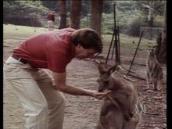 Feathers, Fur and Fins: Observing a kangaroo