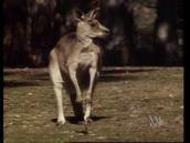 Feathers, Fur and Fins: A song about kangaroos