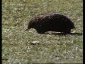 Feathers, Fur and Fins: A song about echidnas