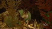 Can We Help?: Can seahorse dads really have babies?