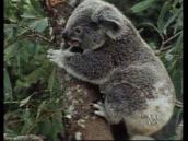 Feathers, Fur and Fins: A song about koalas