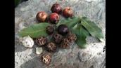 Outback House: Aboriginal bush foods