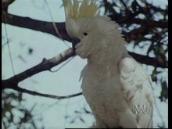 Feathers, Fur and Fins: A Song about a sulphur-crested cockatoo
