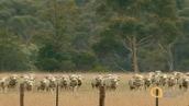 Talkabout: Using language to describe being Australian