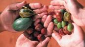Nexus: Bush food