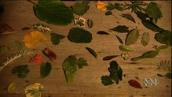 Kids in the Garden, Ep 4: Plant leaves