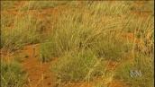 Landline: Spinifex research