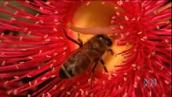 Kids in the Garden, Ep 11: Who are the creatures living in your garden?