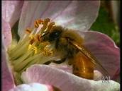 For the Juniors: Where does honey come from?