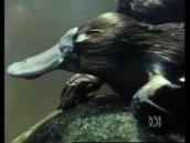 Feathers, Fur and Fins: A song about platypus