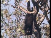 Feathers, Fur and Fins: A song about flying foxes