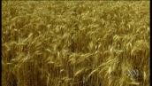 For the Juniors: Where Does Bread Come From?