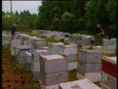 For the Juniors: How do apiarists farm their bees?