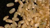 For the Juniors: How does rice get to the supermarket?