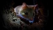 Catalyst: Quoll rescue