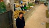 Gardening Australia: Exploring the finished garden